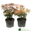 Pieris Assorted Variety 2Ltr Pot -Garden Care Store 5019801010823 0f7d9657 0e89 4bfa b028 5b88f871dc4c