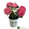 Hydrangea 'Sweet Cupcake' 5Ltr Pot -Garden Care Store 5019801013367