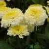 Leucanthemum X Superbum 'Luna' Plant 2Ltr Pot -Garden Care Store 5019801015026 49c540a2 e0de 451a b7b9 ac12a55dec50