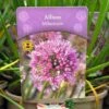 Allium 'Millennium' 2Ltr Pot 2 Allium 'Millennium' 2Ltr Pot -Garden Care Store 5019801015712