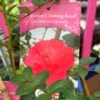 Red Miniature Climbing Rose 'Onwards & Upwards' 3Ltr Pot -Garden Care Store 5019801016566