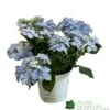 Hydrangea 'Blue Sprinkles' 5Ltr Pot -Garden Care Store 5019801017266