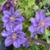 Clematis 'Bijou' Trailing/Climbing Plant 2 Ltr Pot -Garden Care Store 5019801028361