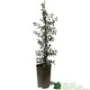 Ceanothus 'Silver Surprise' Plant 3Ltr Pot -Garden Care Store 5019801123035
