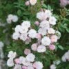 Pink Miniature Climbing Rose 'Little Rambler' 3Ltr Pot 2 Pink Miniature Climbing Rose 'Little Rambler' 3Ltr Pot -Garden Care Store 5019801772035