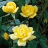 Yellow Miniature Climbing Rose 'Laura Ford' 3Ltr Pot 2 Yellow Miniature Climbing Rose 'Laura Ford' 3Ltr Pot -Garden Care Store 5019801772325