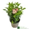 Alstroemeria 'Summer Break' 3Ltr Pot 1 Alstroemeria 'Summer Break' 3Ltr Pot -Garden Care Store 5019945065284