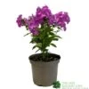 Phlox 'Famous Purple' 3Ltr Pot -Garden Care Store 5019945219878
