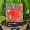 Crocosmia 'Babylon' 2Ltr Pot -Garden Care Store 5019945222212 dc955142 08c0 4fec ba30 c1ba74787d10