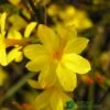 Jasminum Nudiflorum Winter Jasmine 3Ltr Pot -Garden Care Store 5019945915718 e0249c4c 3ef9 434c bc60 4f76c6a7655b