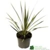 Cordyline Australis 'Sparkler' 2Ltr Pot -Garden Care Store 5019945923324 947be49e 01a1 4c13 87e0 a29cf8292b1c