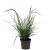Pennisetum 'Sky Rocket' Grass 2 Ltr Pot 2 Pennisetum 'Sky Rocket' Grass 2 Ltr Pot -Garden Care Store 5019945963016