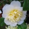Camellia Japonica 'Brushfield's Yellow' Plant 3Ltr Pot -Garden Care Store 5019945966277 2