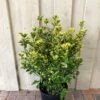 Euonymus Japonicus 'Aureus' 10Ltr Pot -Garden Care Store 5021768000489