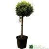 Cupressus Leylandii 'Castlewellan Gold' Half-standard Conifer 140cm Tall -Garden Care Store 5021768002292