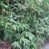 Pseudosasa Japonica Bamboo Plant 1.25m Tall (IT) 2 Pseudosasa Japonica Bamboo Plant 1.25m Tall (IT) -Garden Care Store 5021768004678