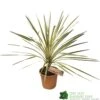 Cordyline Australis 'Torbay Dazzler' 60cm Tall (IT) 1 Cordyline Australis 'Torbay Dazzler' 60cm Tall (IT) -Garden Care Store 5021768016725
