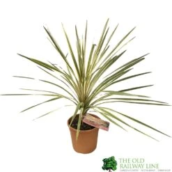 Cordyline Australis 'Torbay Dazzler' 60cm Tall (IT)