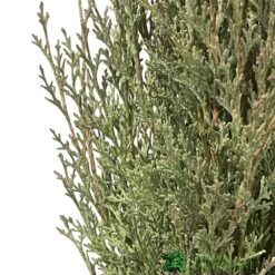 Cupressus Sempervirens 'Totem' Conifer 1.5m Tall (IT) -Garden Care Store 5021768016893 2