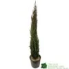Cupressus Sempervirens 'Totem' Conifer 1m Tall (IT) -Garden Care Store 5021768016893 b860b574 785c 4e25 adde c4dec02615ca