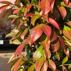 Trachelospermum Jasminoides Arch Trained Jasmine Climber 18Ltr Pot -Garden Care Store 5021768019641 2