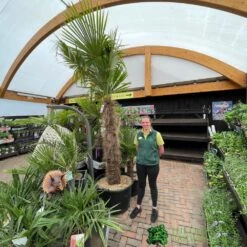 Trachycarpus Fortunei Chusan Palm Tree 3m Tall 7 Trachycarpus Fortunei Chusan Palm Tree 3m Tall -Garden Care Store 5021768025277 3