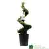 Ilex Crenata Spiral Topiary Plant 100cm Tall 12 Ltr Pot -Garden Care Store 5021768025673 7bd3a5e8 335a 4311 8df1 7882edb16de0