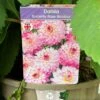 Dahlia 'Sincerity Rose Bicolour' 3Ltr Pot -Garden Care Store 5021768037188