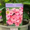 Phlox 'Sweet Summer Dream Orange Rose' 3Ltr Pot 2 Phlox 'Sweet Summer Dream Orange Rose' 3Ltr Pot -Garden Care Store 5021768048603