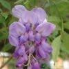 Wisteria Sinensis Climber 1.8m Tall (IT) -Garden Care Store 5021768050873