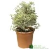 Pittosporum Tenuifolium 'Silver Queen' Plant 50cm Tal (IT) 2 Pittosporum Tenuifolium 'Silver Queen' Plant 50cm Tal (IT) -Garden Care Store 5021768052945