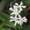 Trachelospermum Jasminoides Climber On Frame Size 90x140cm -Garden Care Store 5021768056745