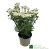 Achillea 'New Vintage White' 3Ltr Pot -Garden Care Store 5021768059982