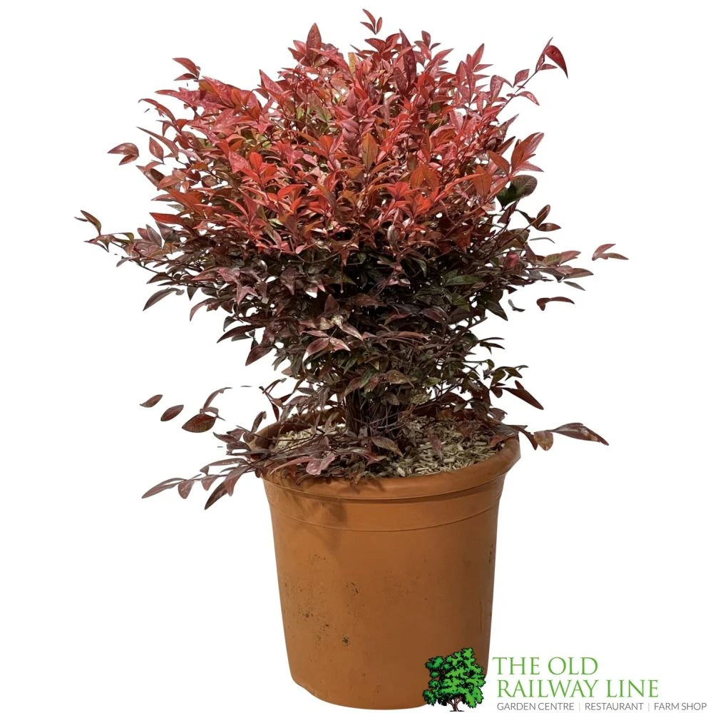 Nandina Domestica 'Obsessed' Heavenly Bamboo 30cm Tall (IT) 3 Nandina Domestica 'Obsessed' Heavenly Bamboo 30cm Tall (IT)