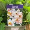 Anemone 'Ruffled Swan' 3Ltr Pot -Garden Care Store 5021768069363