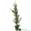 Cupressus Leylandii Conifer Hedging Plant 1.25m Tall (IT) -Garden Care Store 5021768075944 df1d85ec 5ef5 44d5 91fb 39dfa0149986