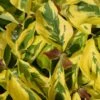Cornus Florida 'Rainbow' Flowering Dogwood 10Ltr Pot 1 Cornus Florida 'Rainbow' Flowering Dogwood 10Ltr Pot -Garden Care Store 5021768076866