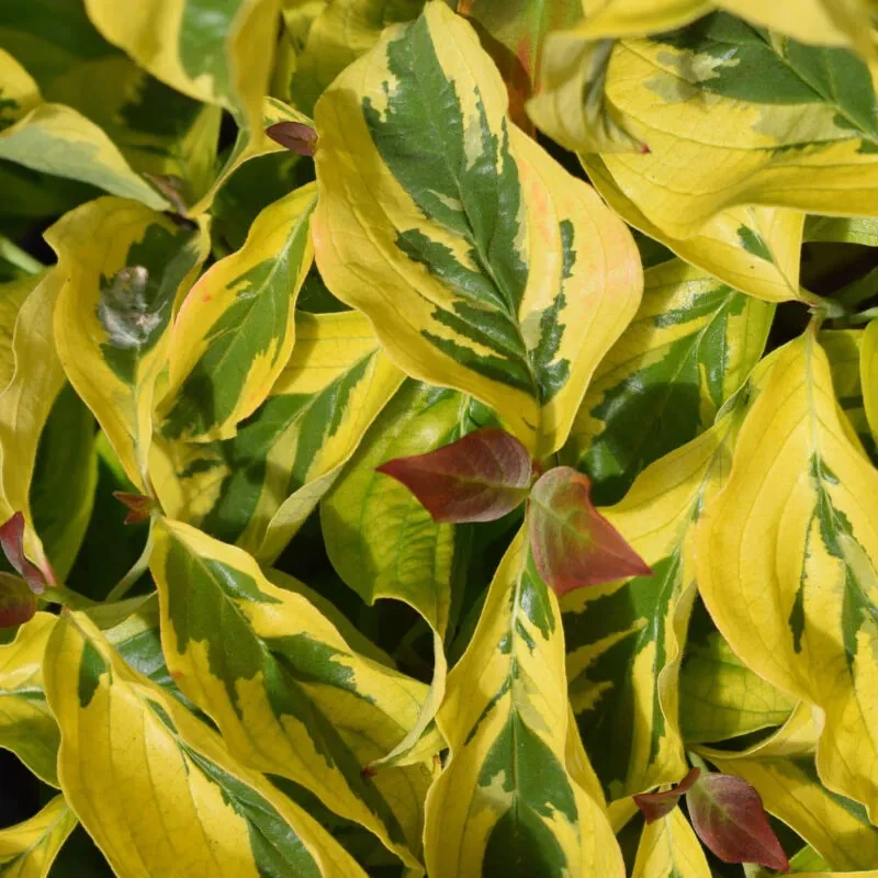 Cornus Florida 'Rainbow' Flowering Dogwood 10Ltr Pot 3 Cornus Florida 'Rainbow' Flowering Dogwood 10Ltr Pot