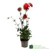 Dahlia 'Karma Red Corona' 3Ltr Pot -Garden Care Store 5021768079263
