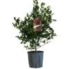 Ilex 'Nellie R.Stevens' Female Holly Bush 10Ltr Pot -Garden Care Store 5021768084373
