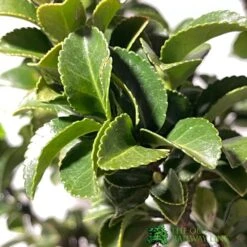 Euonymus Japonicus 'Benkomasaki' 40cm Tall (IT) 7 Euonymus Japonicus 'Benkomasaki' 40cm Tall (IT) -Garden Care Store 5021768087787 3