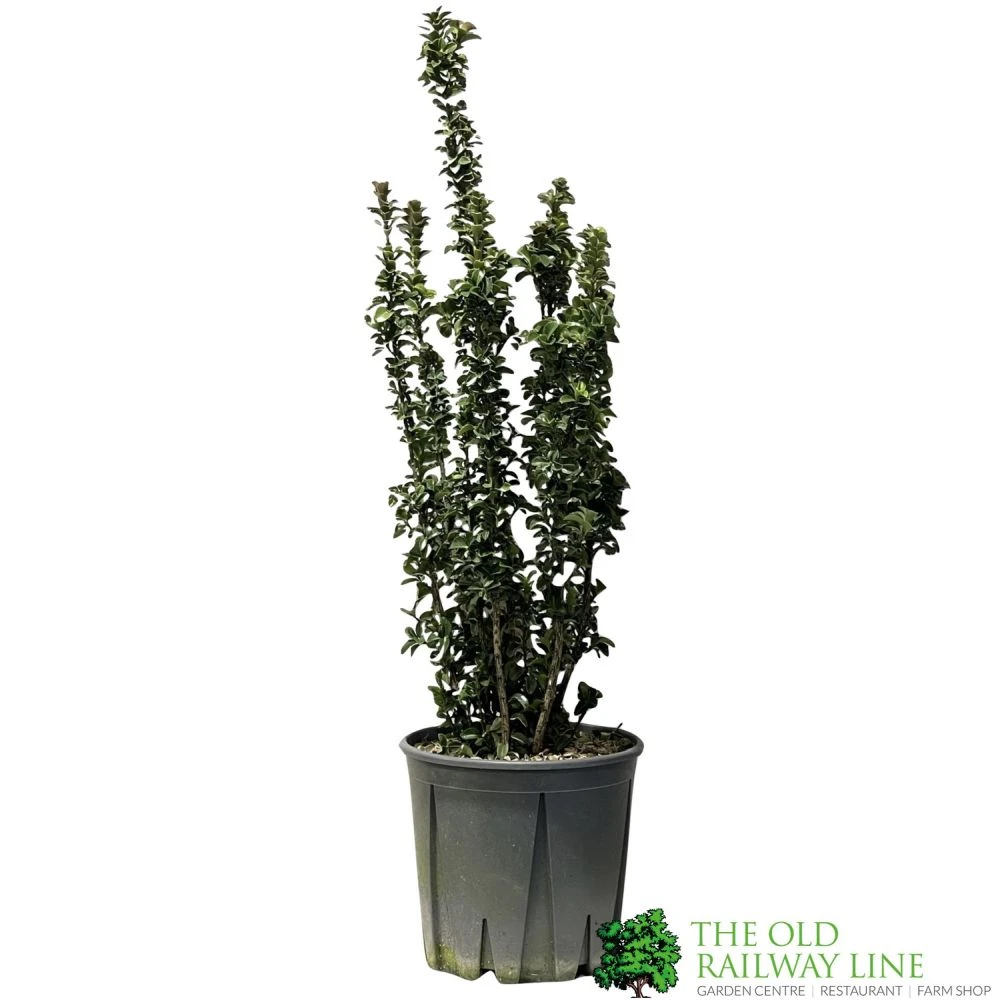 Euonymus Japonicus 'Benkomasaki' 40cm Tall (IT) 3 Euonymus Japonicus 'Benkomasaki' 40cm Tall (IT)