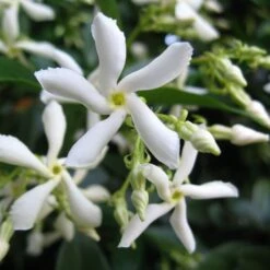 Trachelospermum Jasminoides 'Star Jasmine' Tripod Climber 120cm Tall (IT) -Garden Care Store 5021768087930 2 e192d392 7a65 4b82 b30c 4daa1dd0ffc3