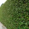Ligustrum Ovalifolium Privet 80cm Tall (IT) -Garden Care Store 5021768092262