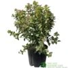 Viburnum Tinus 'Eve Price' Laurustinus Plant 60cm Tall (IT) -Garden Care Store 5021768096277