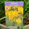Kniphofia 'Banana Popsicle' 3Ltr Pot 1 Kniphofia 'Banana Popsicle' 3Ltr Pot -Garden Care Store 5021768102695