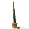 Cupressus Sempervirens 'Totem' Conifer 80cm Tall (IT) -Garden Care Store 5021768116425 efad9836 0403 4193 922a 86d516d18e3a
