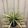 Yucca Filamentosa 'Colour Guard' Plant 3Ltr Pot -Garden Care Store 5021768122853 5cec7533 d6ba 4957 8be1 0be63cec591f