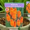 Kniphofia 'Pyromania Orange Blaze' 3Ltr Pot -Garden Care Store 5021768133330
