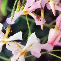 Trachelospermum Asiaticum 'Pink Showers' Climber 1.5m Tall (IT) -Garden Care Store 5021768134351 2